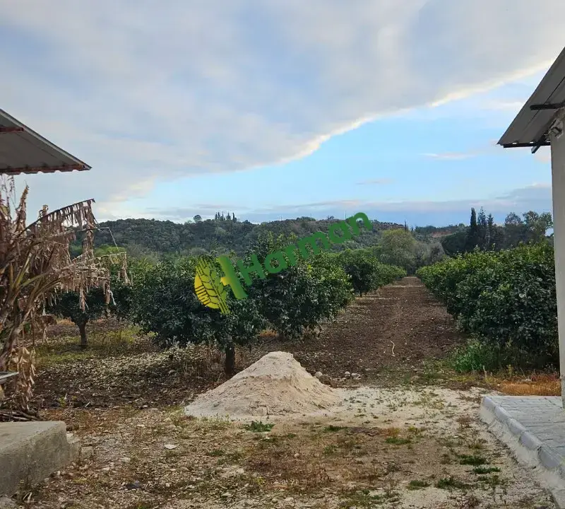 Antalya SERİK /GEBİZ MAYER LİMON