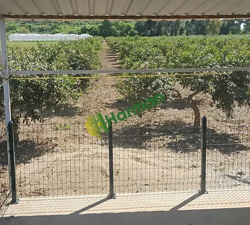 Antalya SERİK /GEBİZ MAYER LİMON