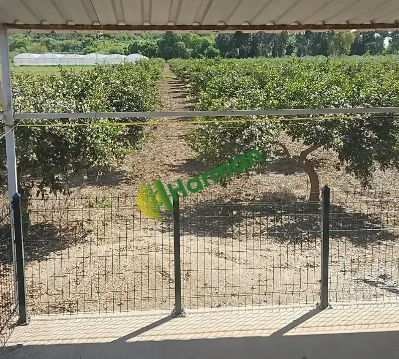 Antalya SERİK /GEBİZ MAYER LİMON