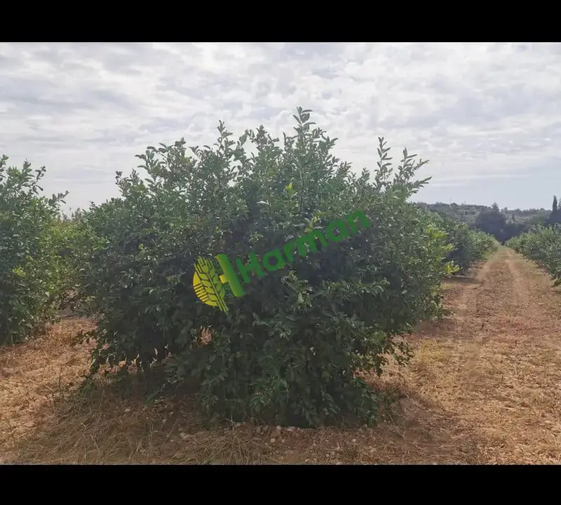 Antalya SERİK /GEBİZ MAYER LİMON