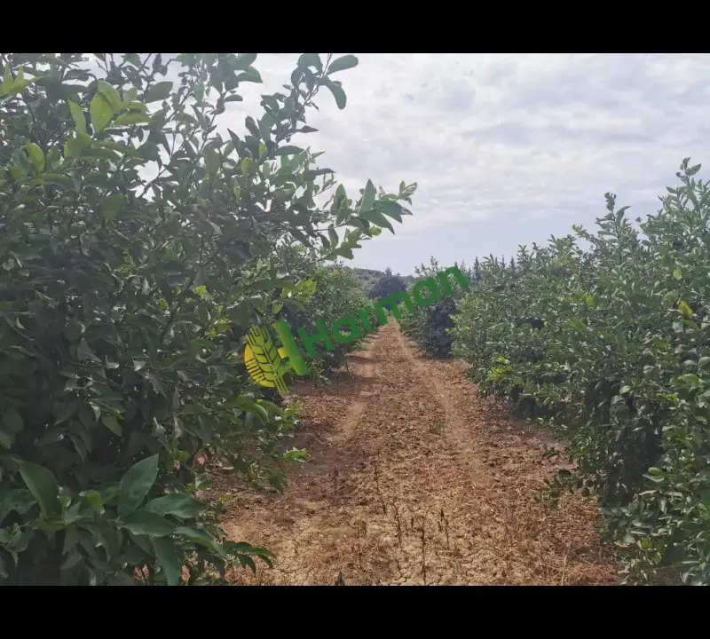 Antalya SERİK /GEBİZ MAYER LİMON