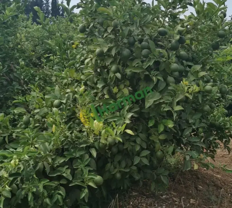 Antalya SERİK /GEBİZ MAYER LİMON