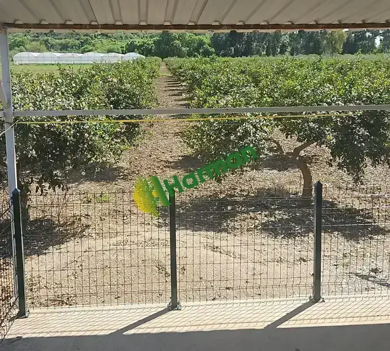 Antalya SERİK /GEBİZ MAYER LİMON