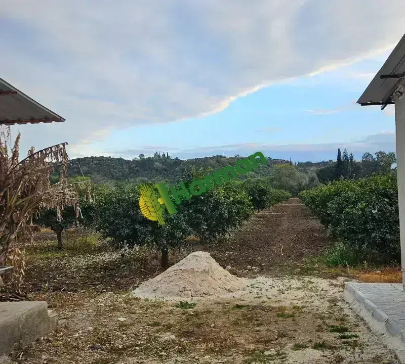 Antalya SERİK /GEBİZ MAYER LİMON