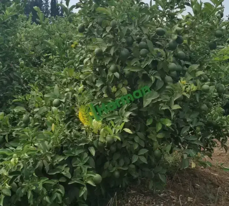 Antalya SERİK /GEBİZ MAYER LİMON
