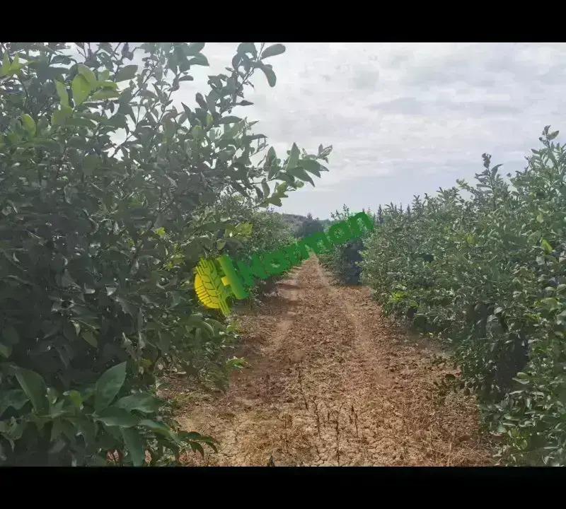 Antalya SERİK /GEBİZ MAYER LİMON