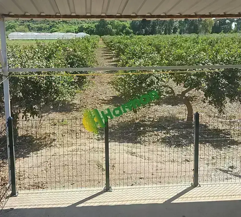 Antalya SERİK /GEBİZ MAYER LİMON