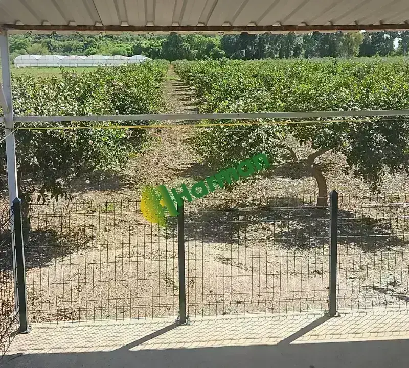Antalya SERİK /GEBİZ MAYER LİMON