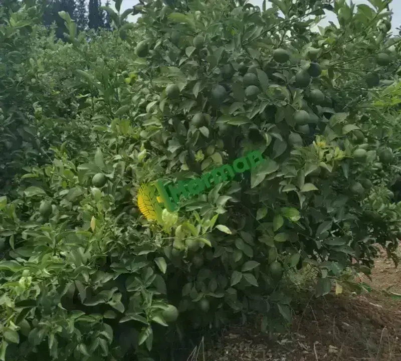 Antalya SERİK /GEBİZ MAYER LİMON