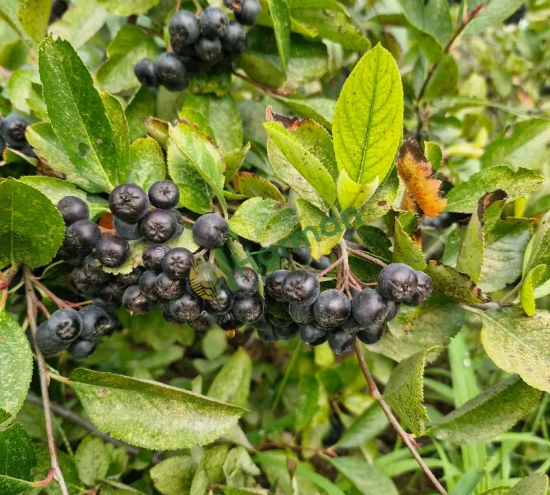 Antioksidan deposu,  süper meyve Aronia melenocarpa