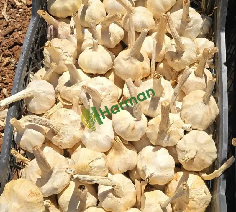 Araban sarımsağı