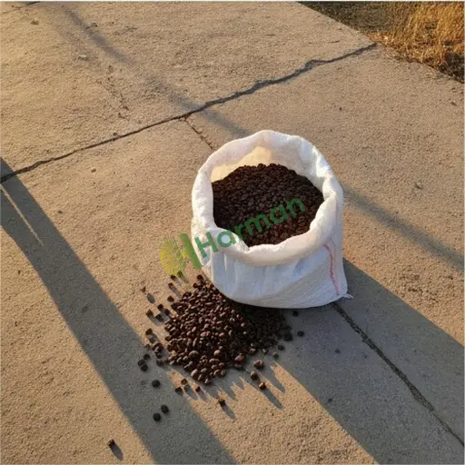 Ardahan Hanak Arabica kahve çekirdeği alınır