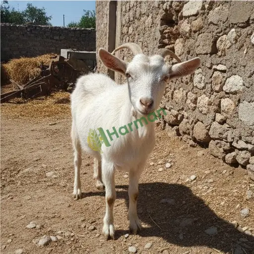Ardahan Damal'da Malta keçisi arıyorum