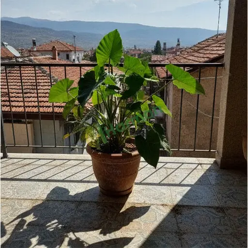 Ardahan Hanak'ta philodendron satılık