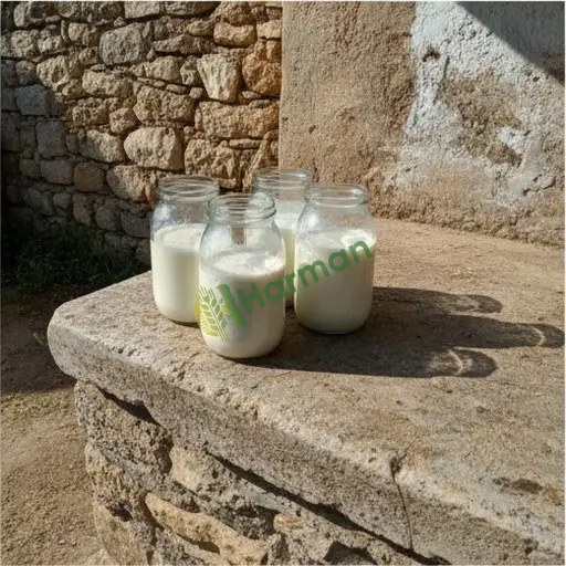 Ardahan Merkez'de satılık kefir