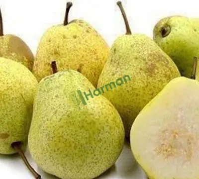 Armut 3 boy kalite(Margarit)