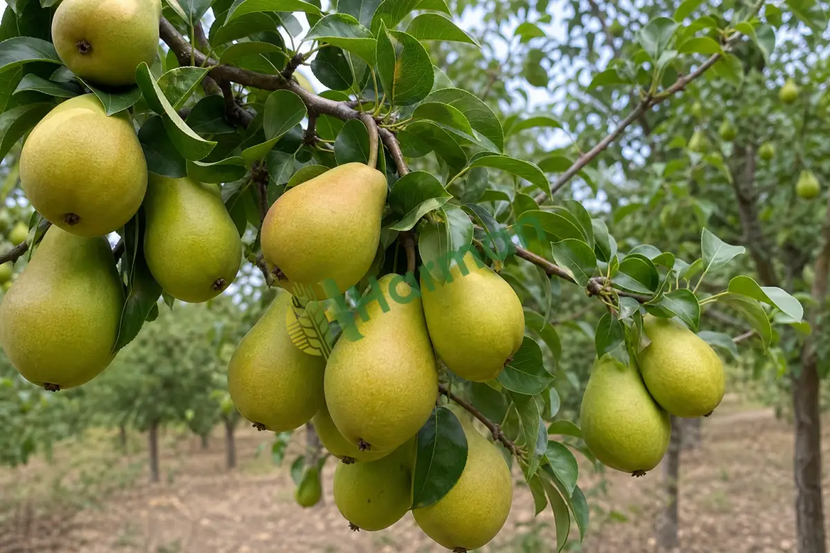 Armut alınır