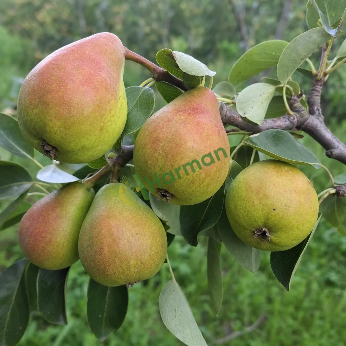 Armut alınır