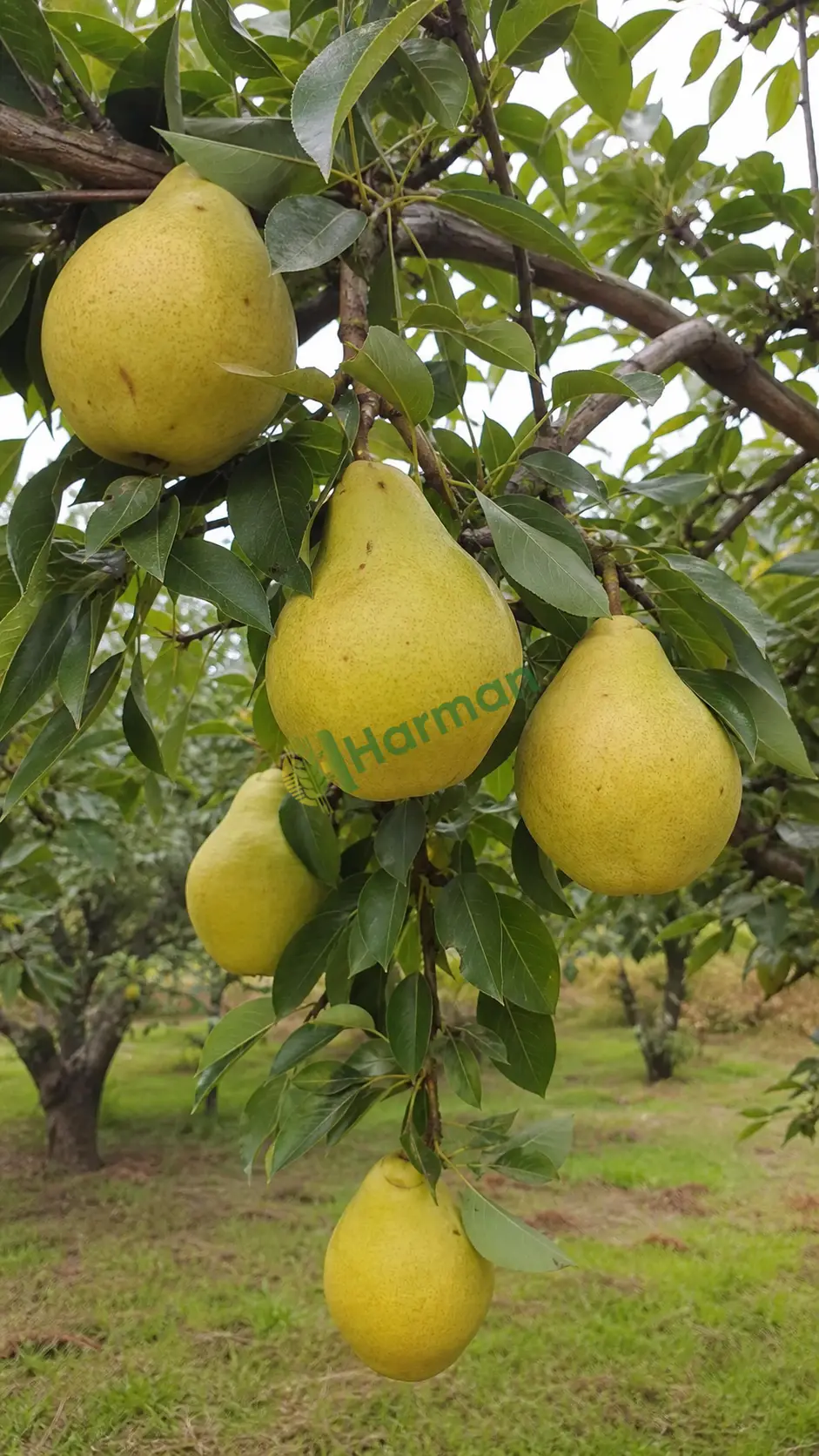 Armut aranıyor