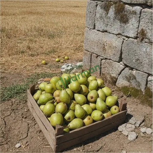 Tunceli Pülümür'de armut lazım