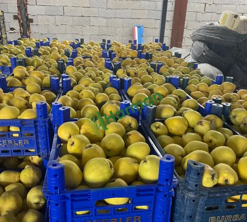 Aroma oranı yüksek,analizli fabrikalık veya pazar malı