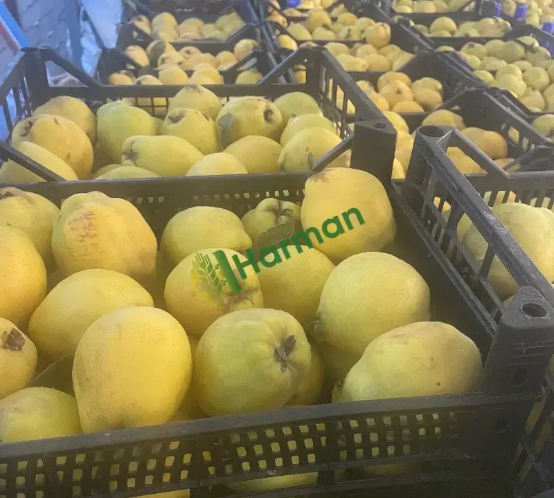 Aroma oranı yüksek,analizli fabrikalık veya pazar malı
