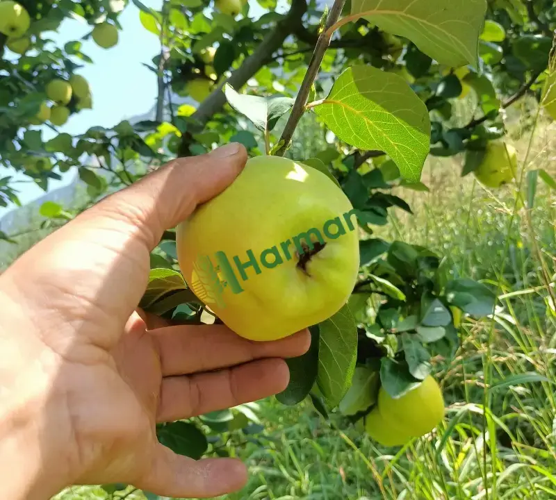 Aroma oranı yüksek,analizli fabrikalık veya pazar malı