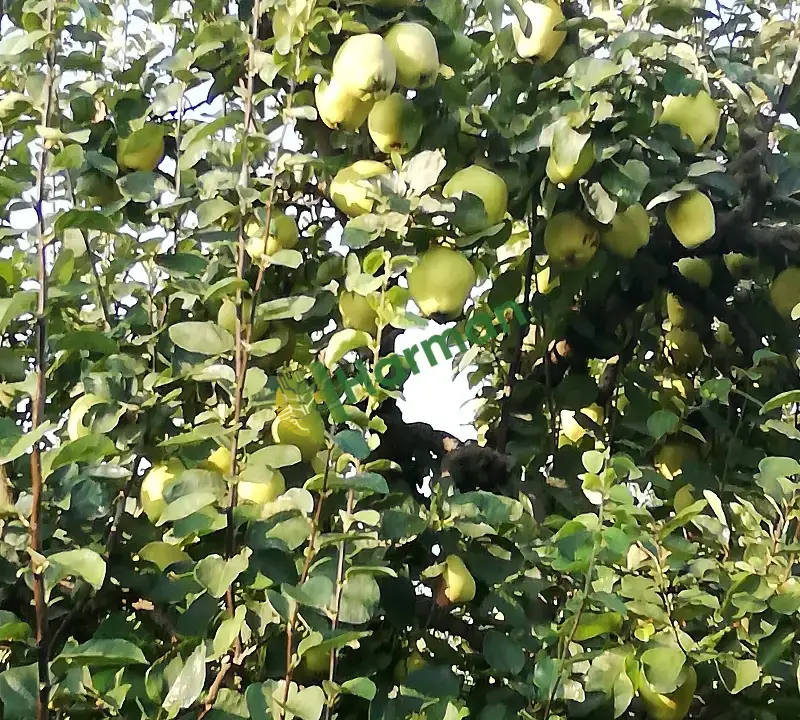 Aroma oranı yüksek,analizli fabrikalık veya pazar malı