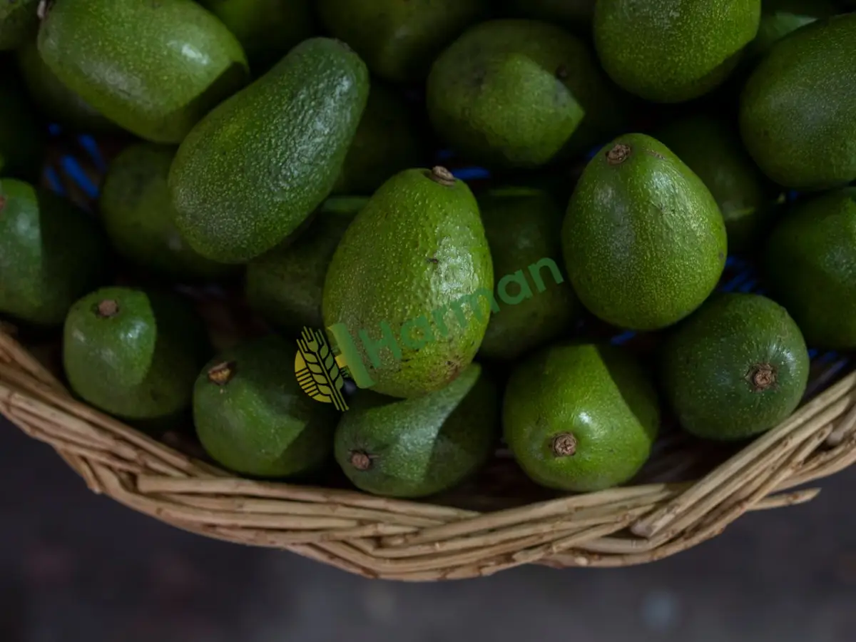 Aromalı bacon cinsi avokado bahçeden - Balıkesir Kepsut
