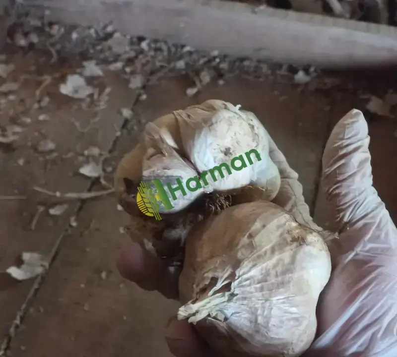 Aroması yüksek yerli sarımsak