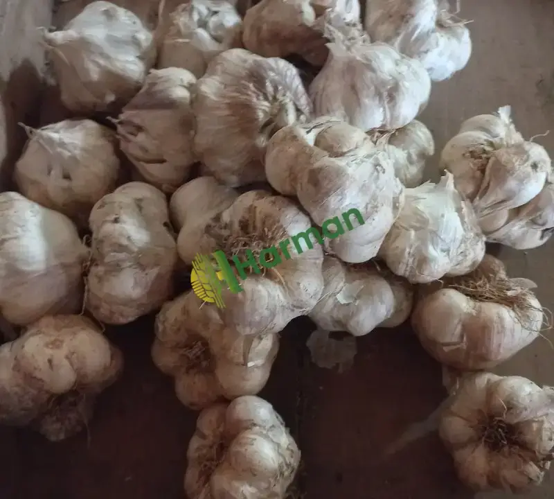 Aroması yüksek yerli sarımsak
