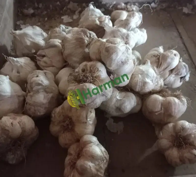 Aroması yüksek yerli sarımsak
