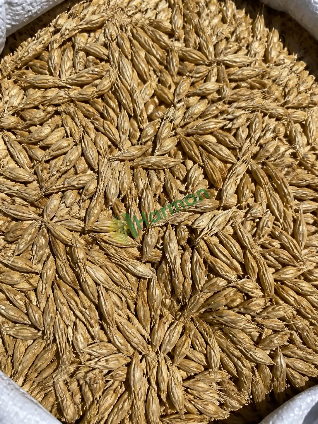 Arpa alınır