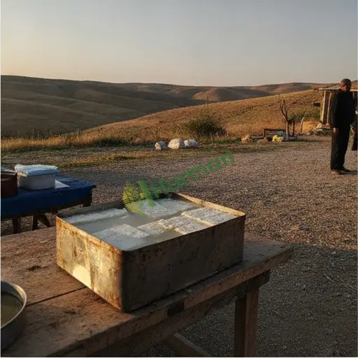 Artvin'de koyun beyaz peyniri alıcısıyım