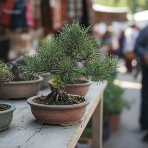 Artvin Kemalpaşa'da çam bonsai satarım