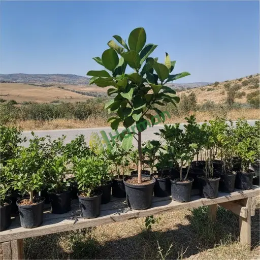 Artvin Hopa'da ficus bitkisi lazım