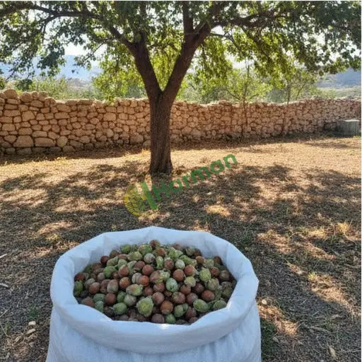 Artvin Kemalpaşa Fındık Aranan
