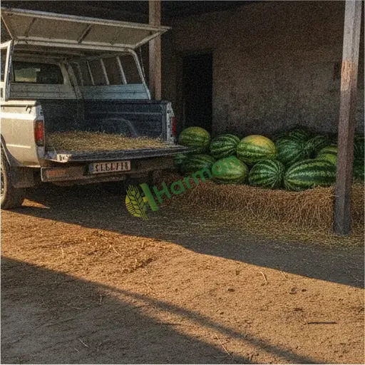 Artvin Merkez'de Taze Karpuz Satılık