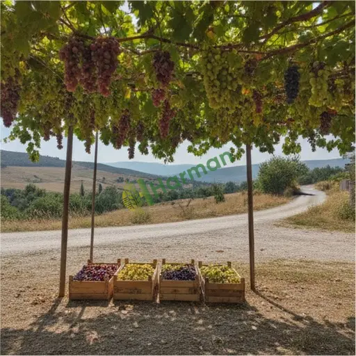 Artvin Merkez'de üzüm bağı alıcısıyım