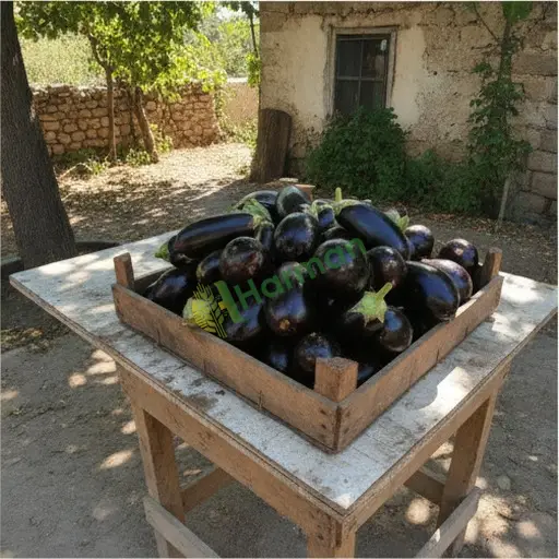Artvin Yusufeli patlıcan alınır