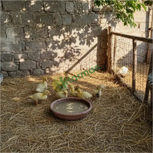 Artvin Kemalpaşa'da ördek palazı satılık