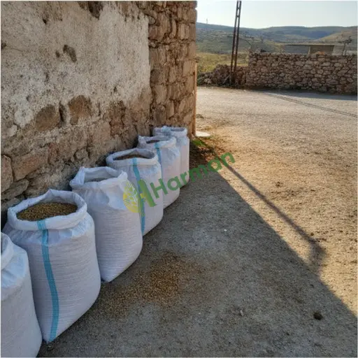 Uşak Ulubey'de at yemi alınacak