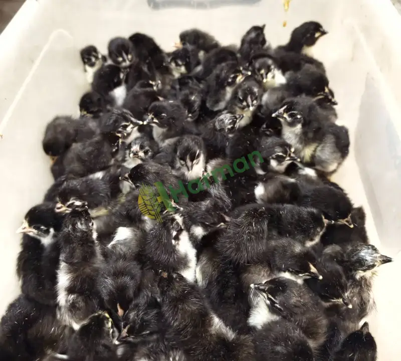 Australorp civcivler