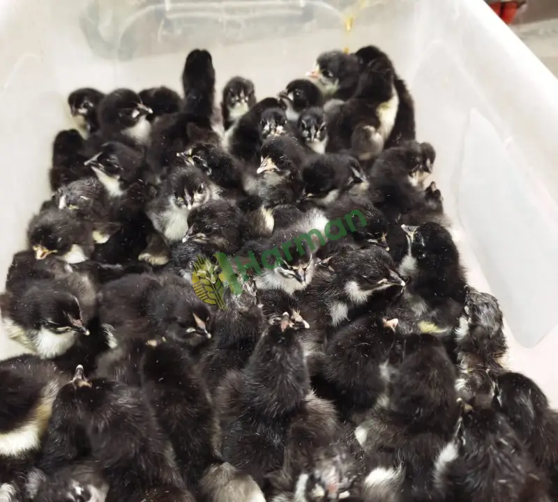 Australorp civcivler