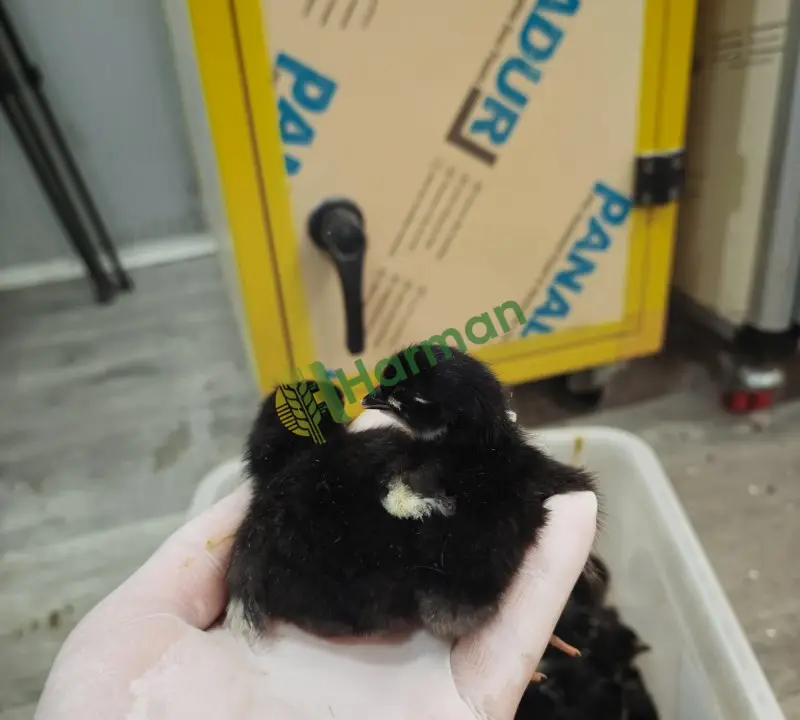 Australorp civcivler