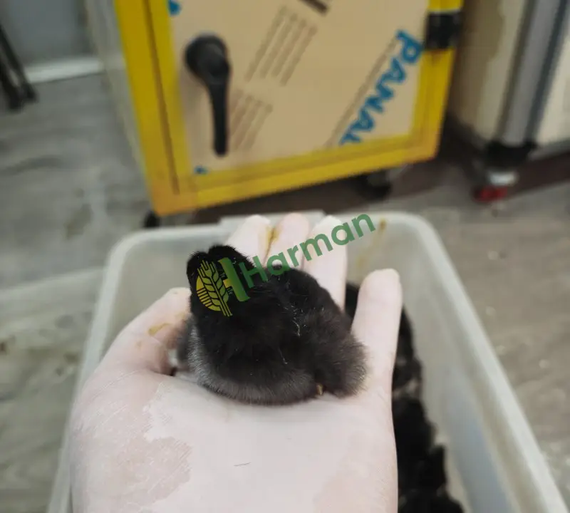 Australorp civcivler