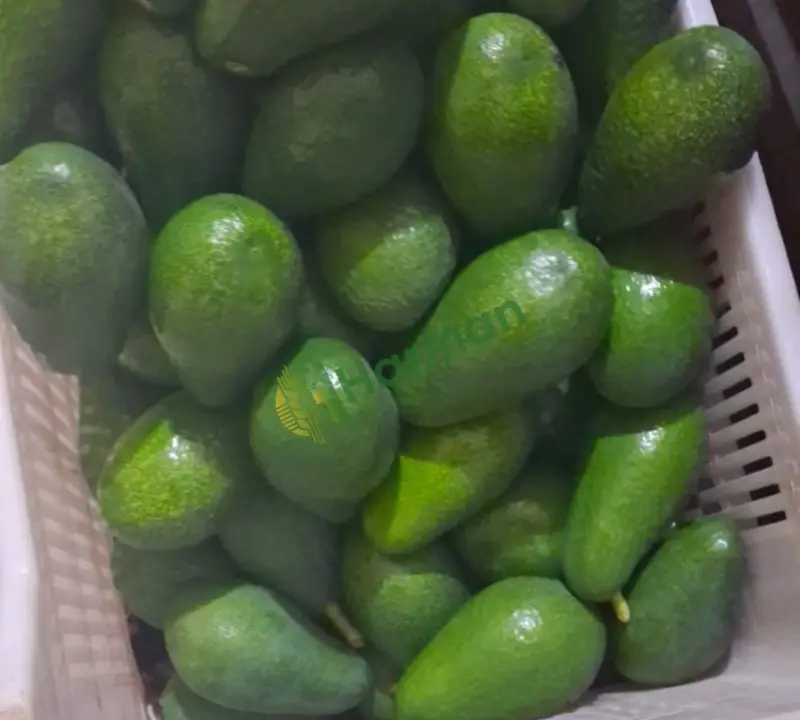 Avakado