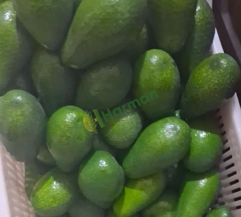 Avakado