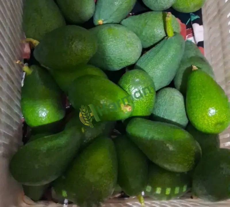 Avakado