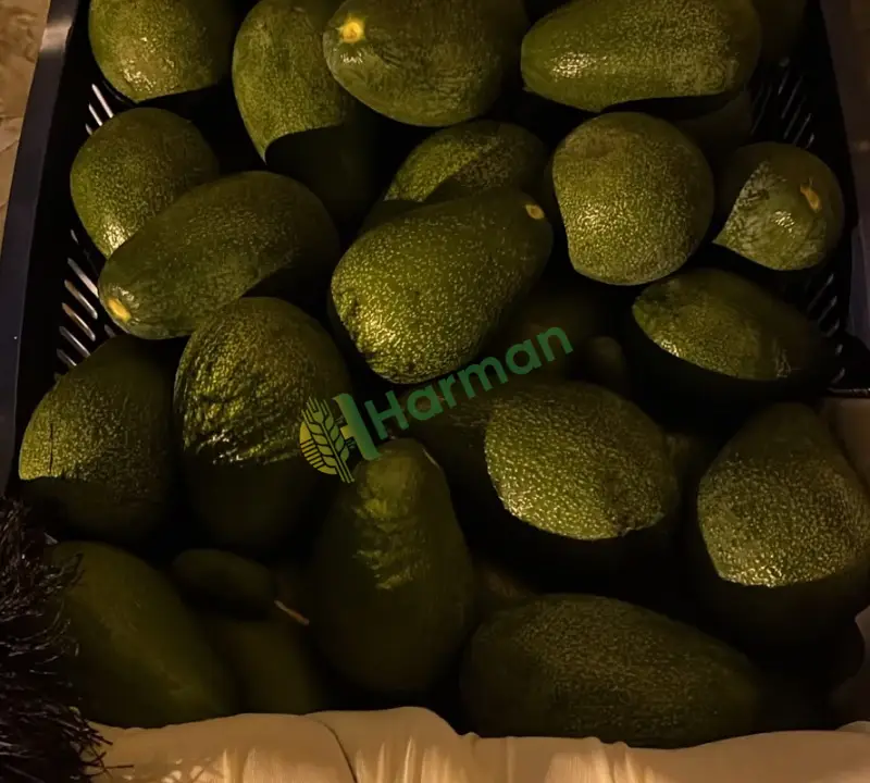AVOKADO